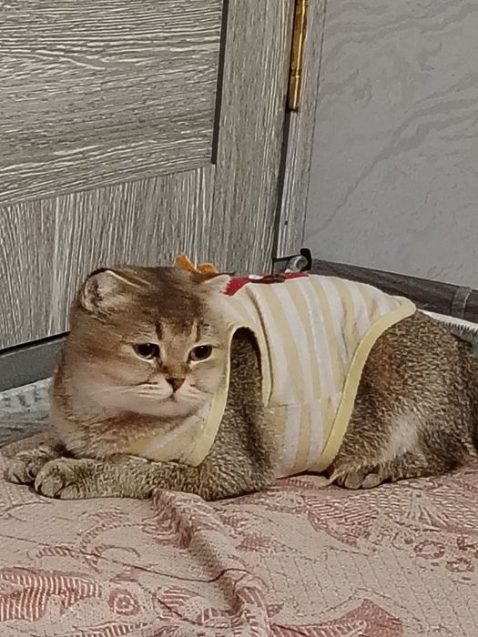 Прадаётся кошки муж и жена