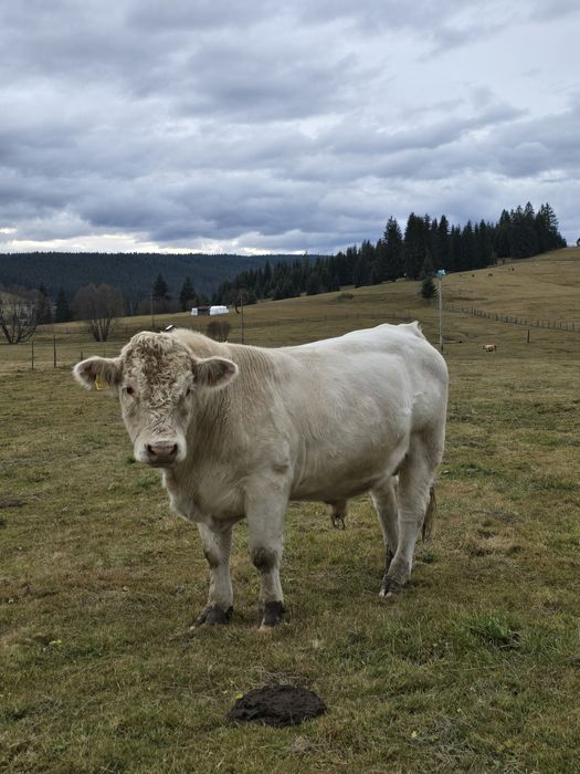 Vând  taur Charolaise AUTORIZAT