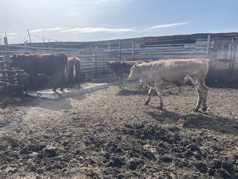 Продам быков телок