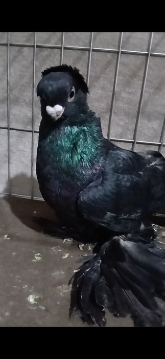 Продается пол не.из.