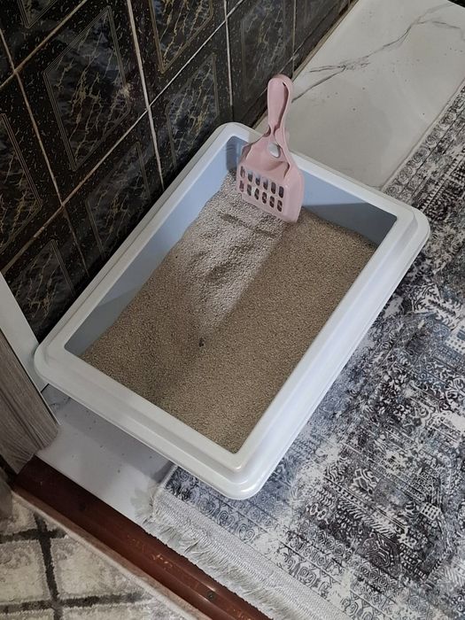 Продаю котенка сиамский