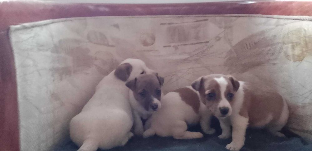 Чистокръвен Джак Ръсел