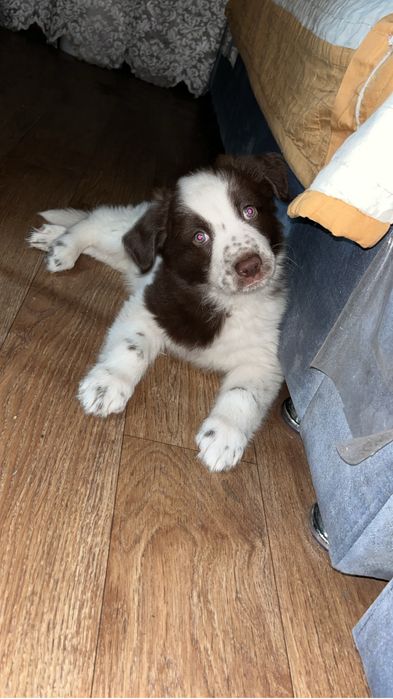 Отдам щенка мальчик