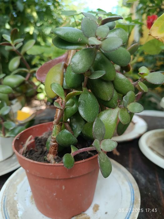 Цветок денежного дерева