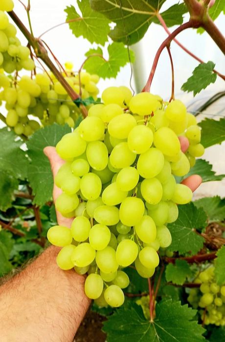 Soiuri disponibile de viță de vie