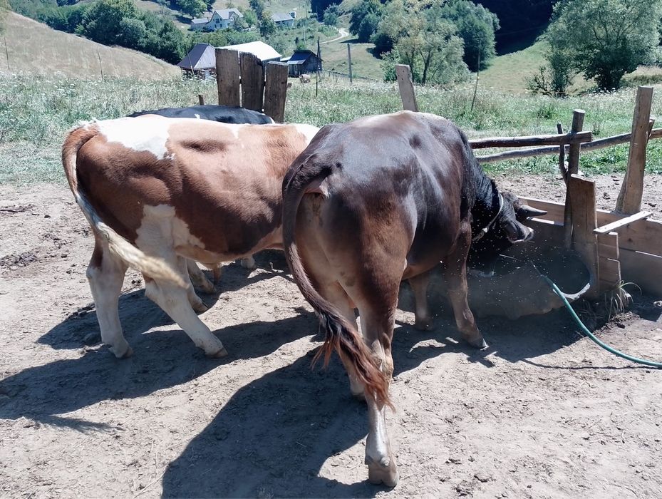 Tauras de vanzare