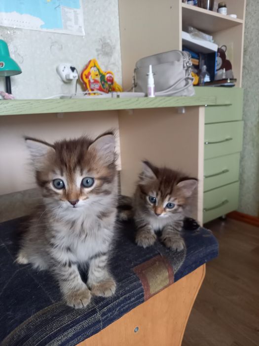 Отдам  бесплатно котят