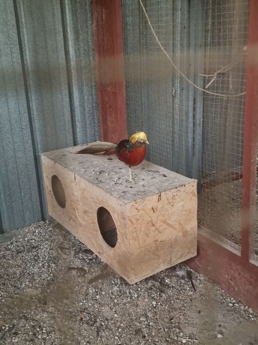 Продам фазаны. Или обменяю на кекликов.