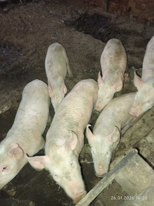 Свободни бели прасета