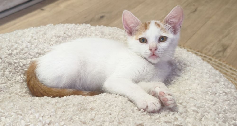 Красиво мъжко котенце