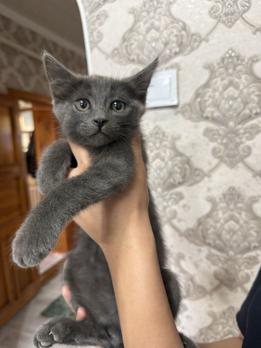 Котята в добрые руки бесплатно