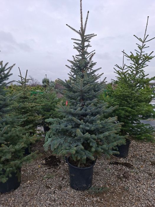 Brazi verzi și argintii