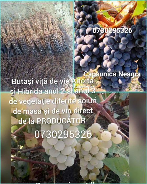 Vând Butași viță de vie Altoita și Hibrida anul 3 Certificați