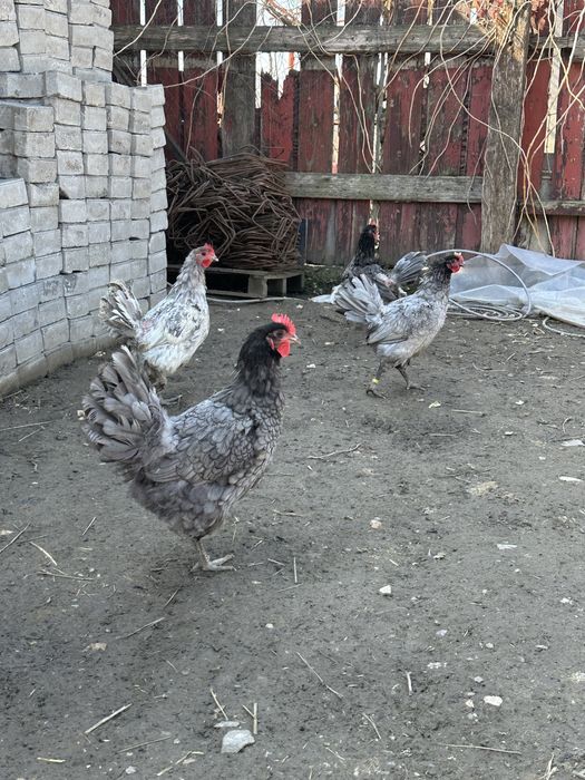 Oua pentru incubat Wiandotte si Australorp