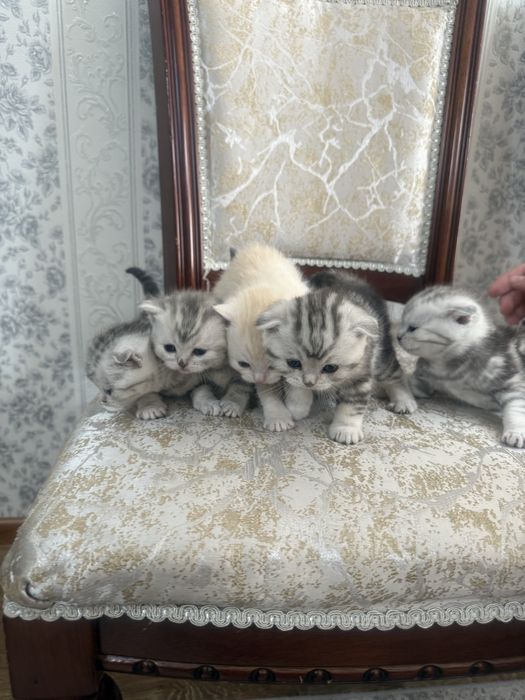 шотландские вислоухие