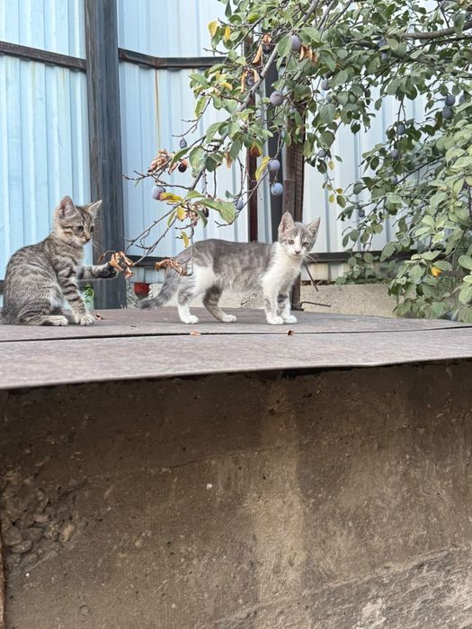 Котята 2 месяца к лотку приучины