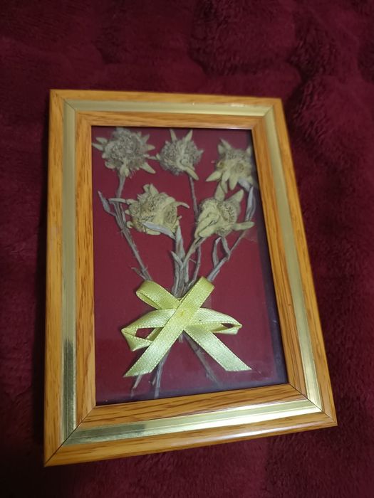 Картичка Еделвайс СТК Мальовица