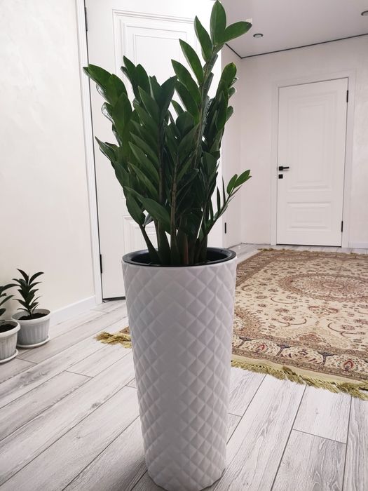 Комнатные растения. Доставка