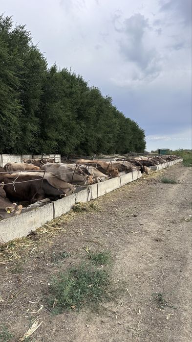 Алатауские дойные коровы, оптом