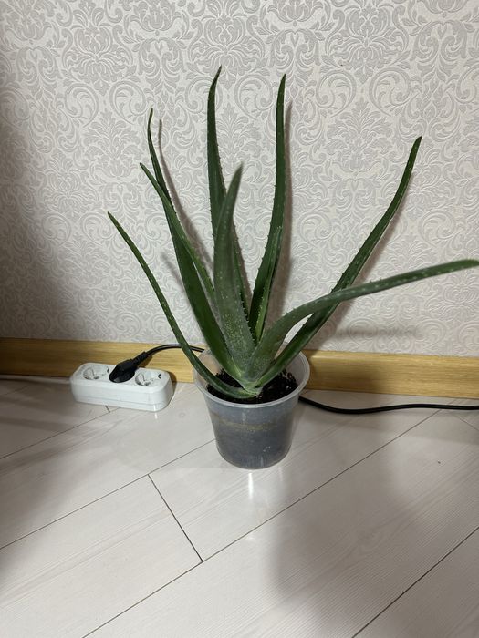 Алоэ лечебный  продам