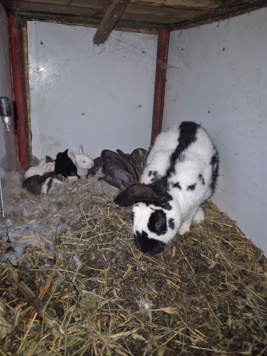 Vand femela cu 7 iepurasi