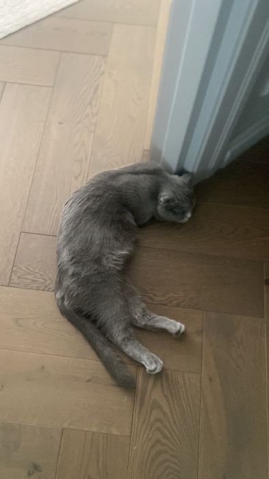Шотландская вислоухая кошка