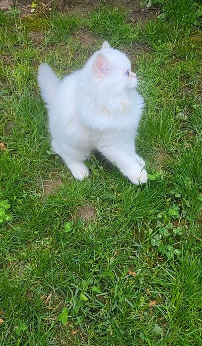 Fetita British longhair cu ochi albastri superba - pedigree, teste genetice negative
