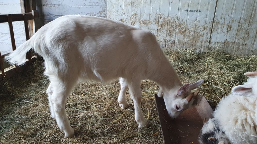 Iada/ ieduță Saanen