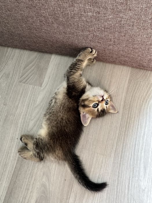 котята британские шиншиллы