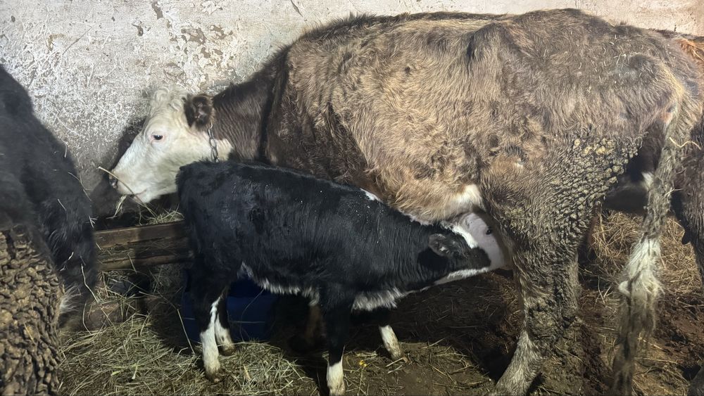 Коровы с телятами, бычок и тёлка