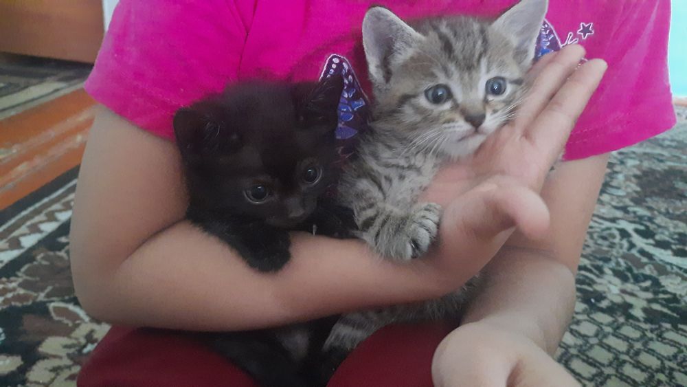 Бесплатно  котята