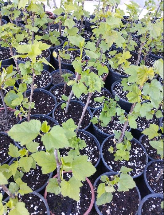 Касис,френско грозде в саксия