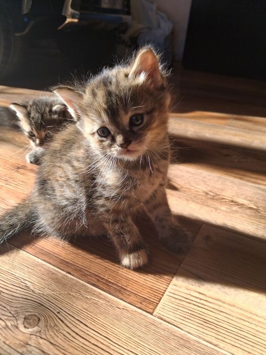 отдаём котят в добрые руки