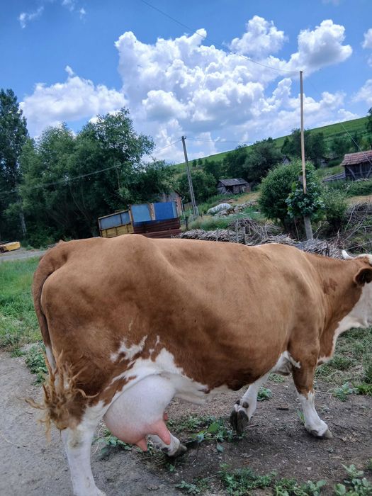 Vaca de vânzare