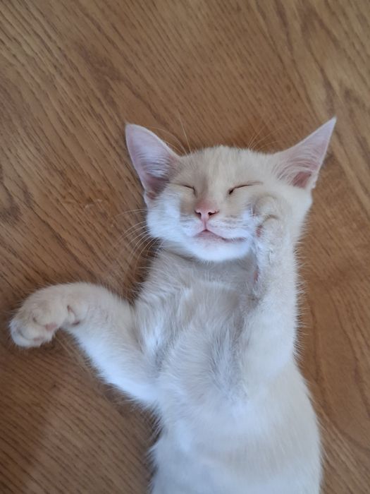 белый котенок девочка