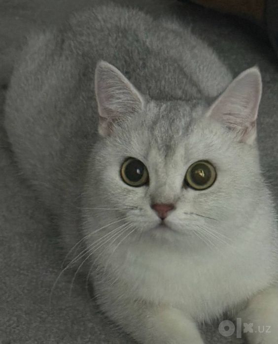 Отдам серебристую шиншиллу