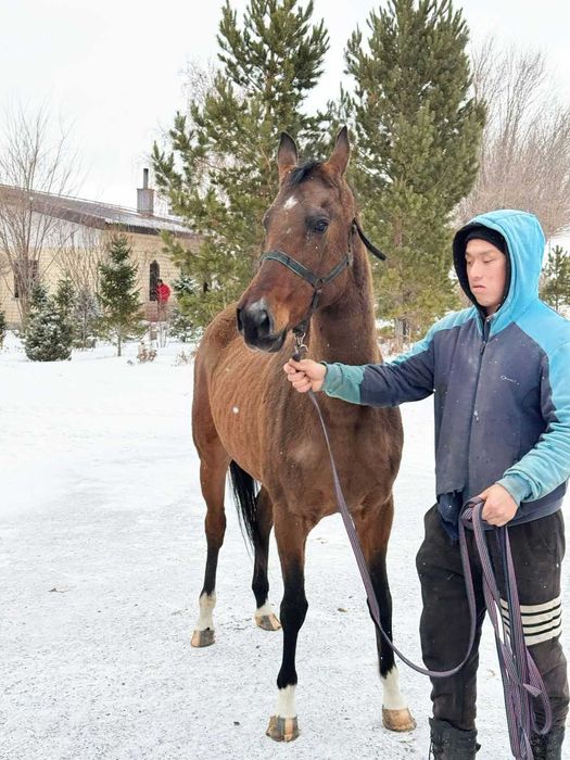 Продаётся лошадь