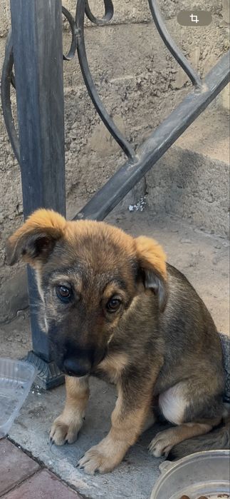 Щенок-душа: отдам даром