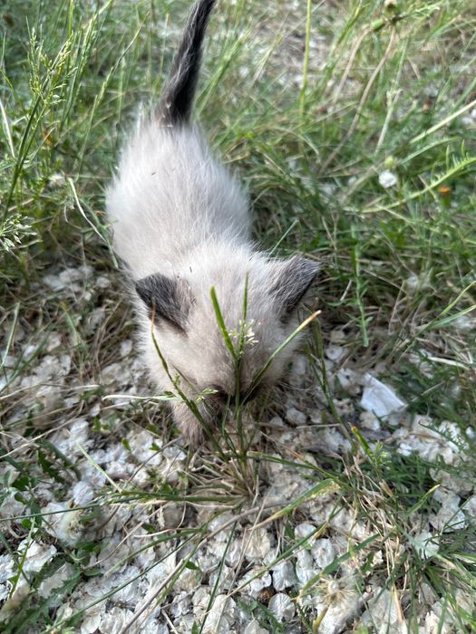 Отдам котят хорошие руки