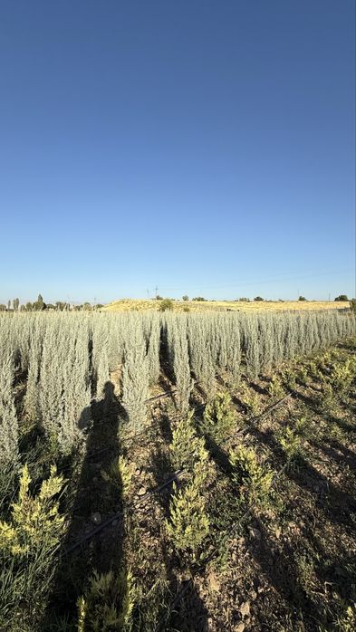 Оризонский кипарис 160 см, Деревья