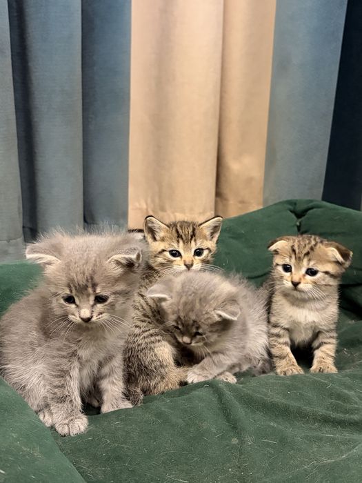 Отдам котят за шоколадку