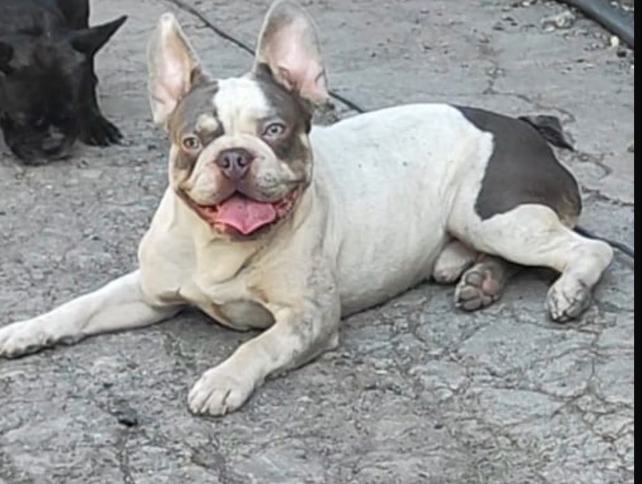 Французский бульдог