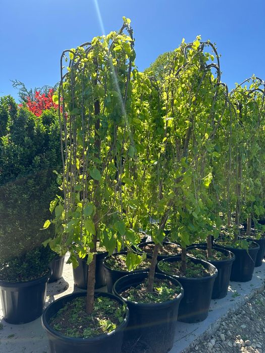 Plante ornamentale-Tuia, catalpa, leylandii, artar