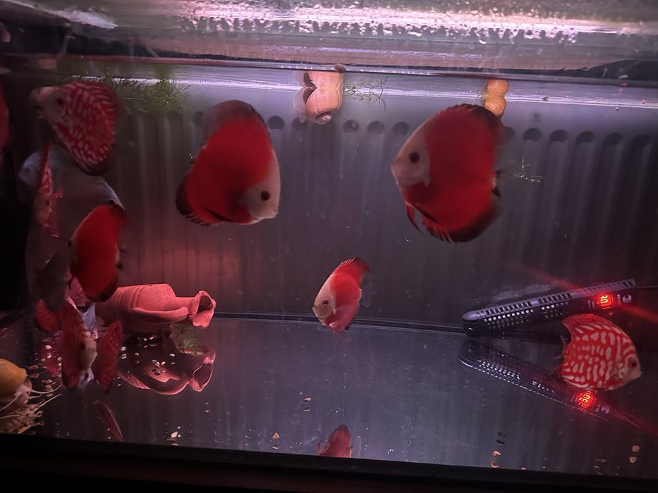 Продавам млади дискуси