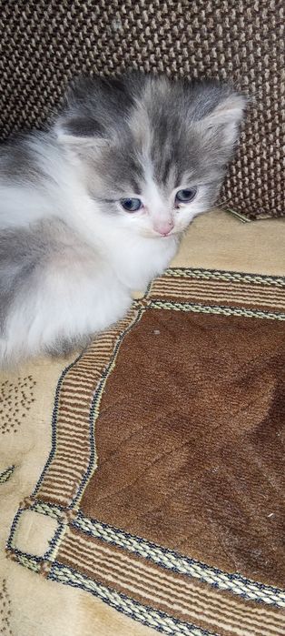 Отдам котенка в добрые руки
