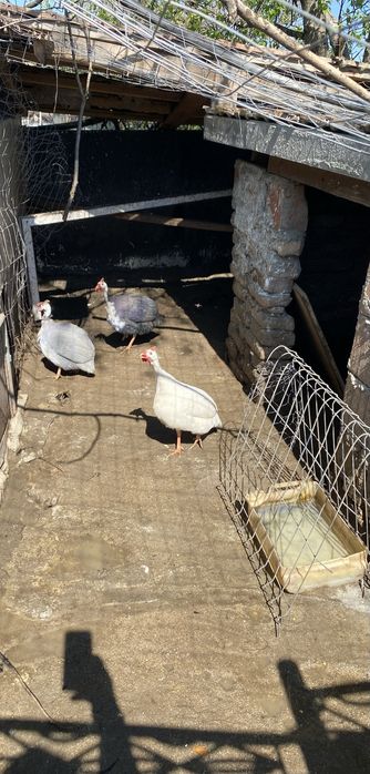 Oua bibilica pentru incubat