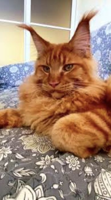 Мейн кун котята.