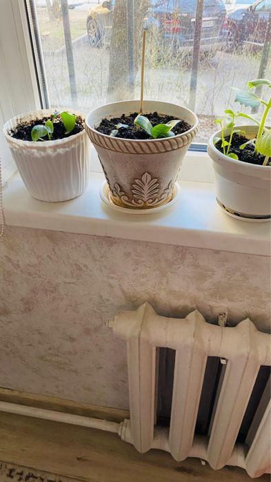 Цветы в ассортименте , есть еще горшки