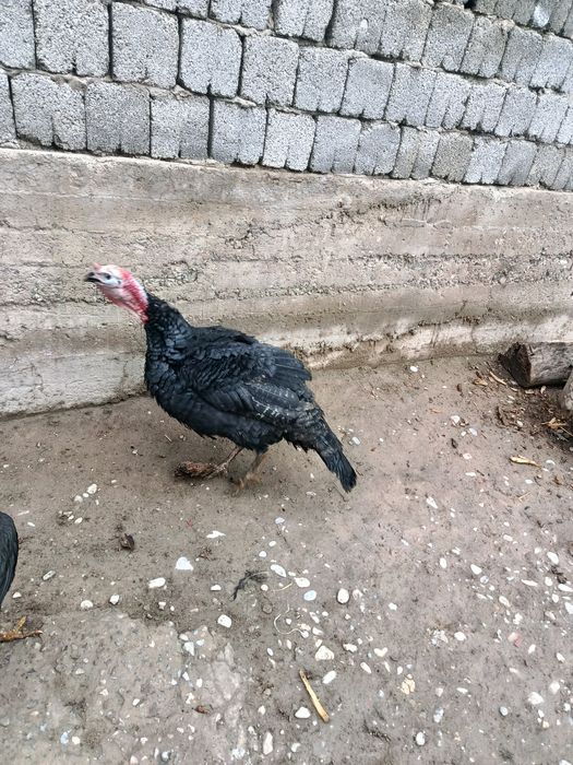 Индюк самец маладой