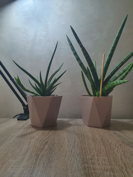 Комнатные цветы в горшках